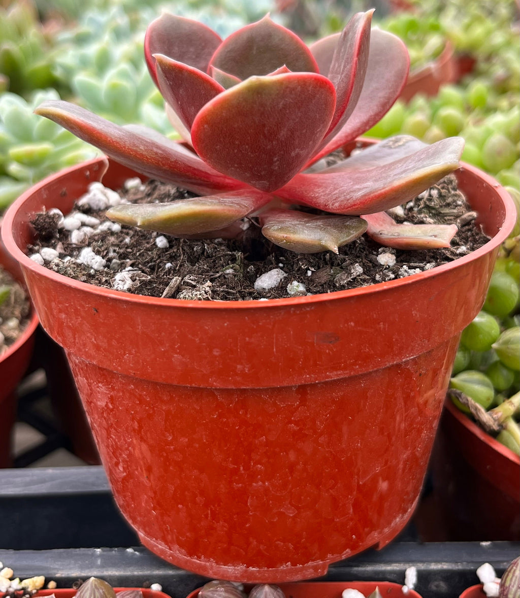 Echeveria Red Ball