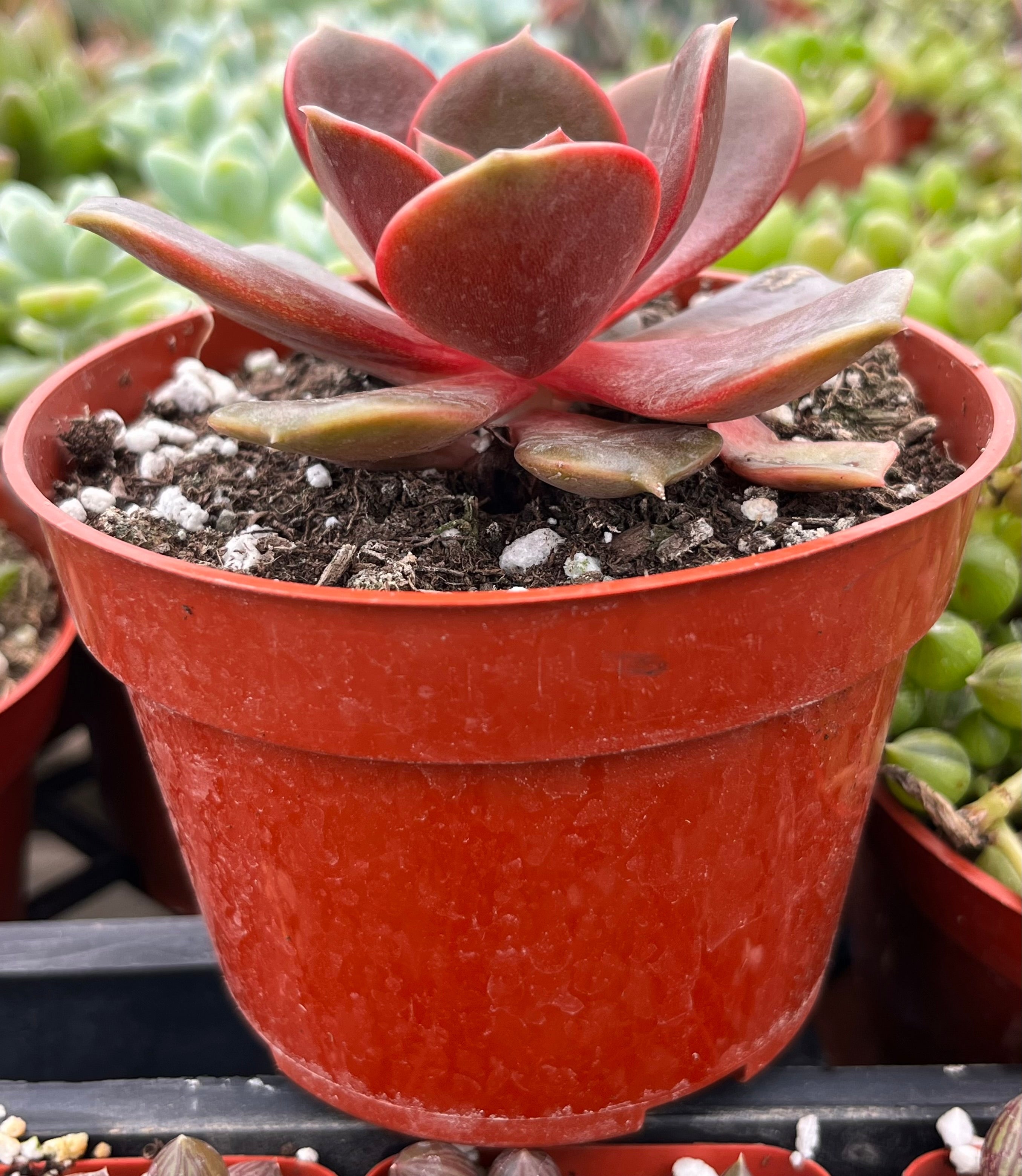 Echeveria Red Ball