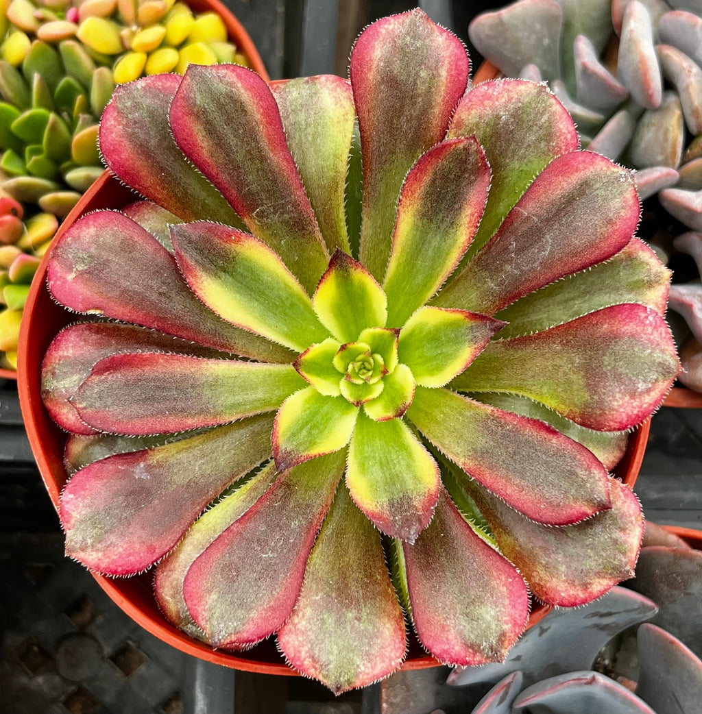 Aeonium Mardi Gras