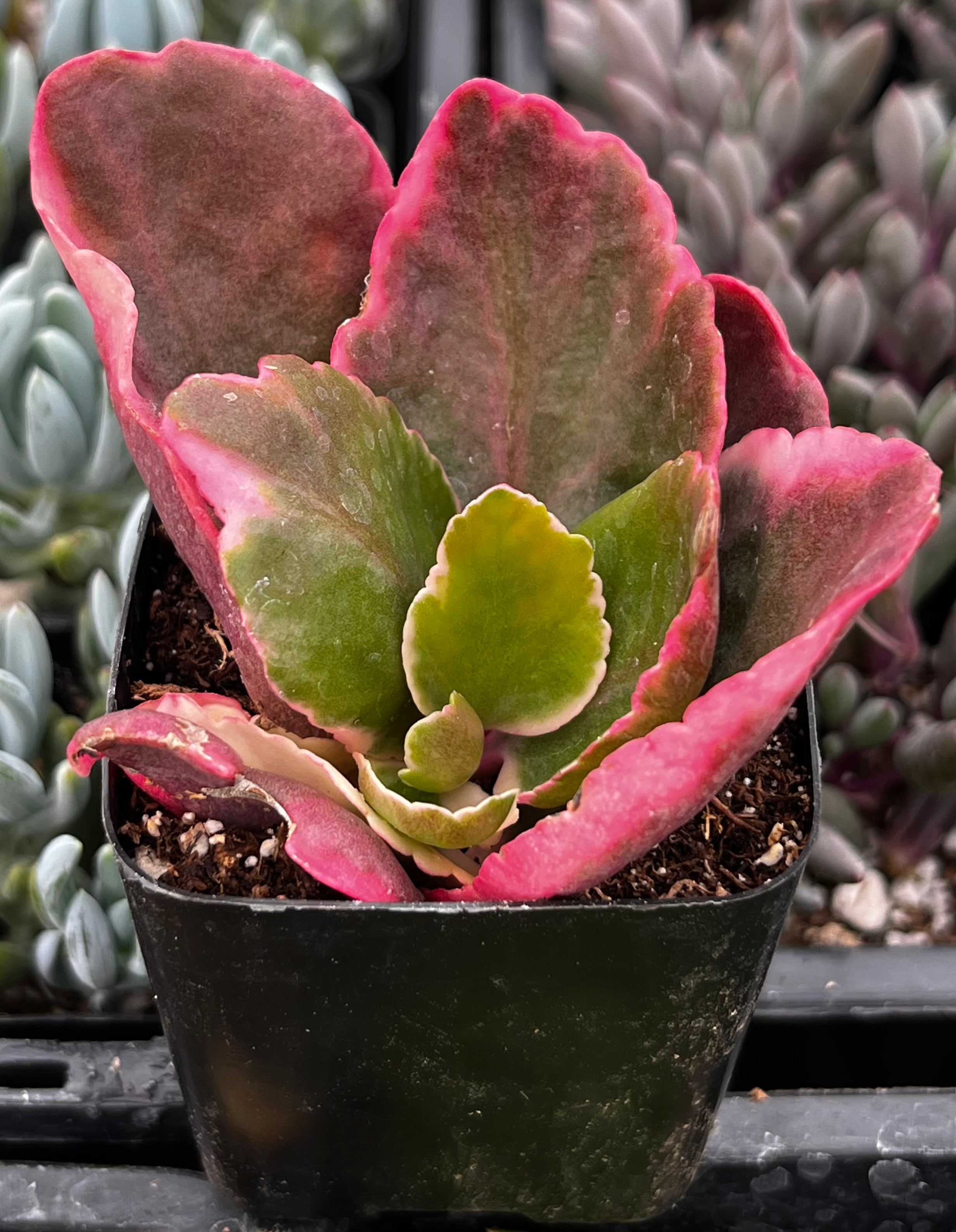 Kalanchoe Blossfeldiana