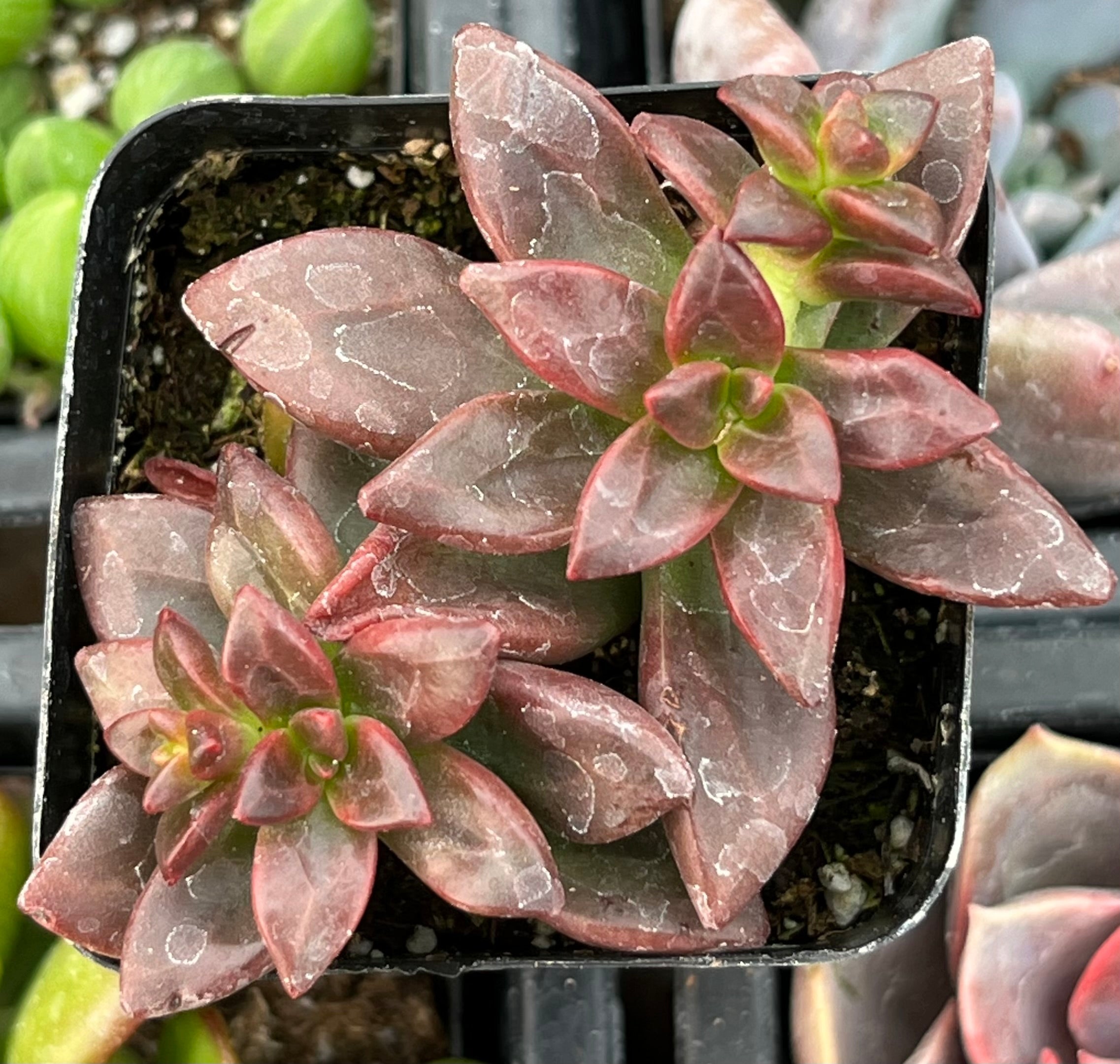 Echeveria Compressicaulis