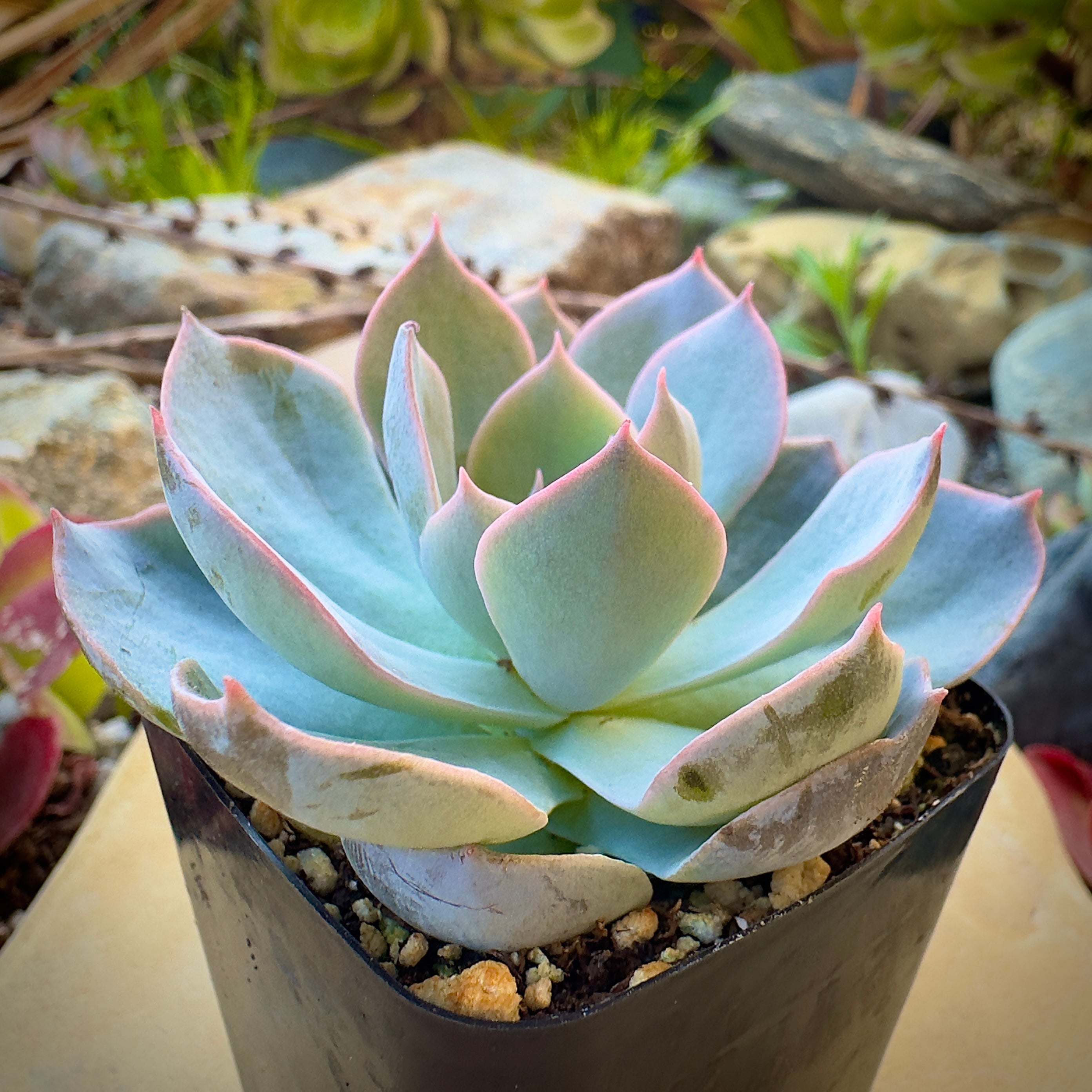 Echeveria Subsessilis