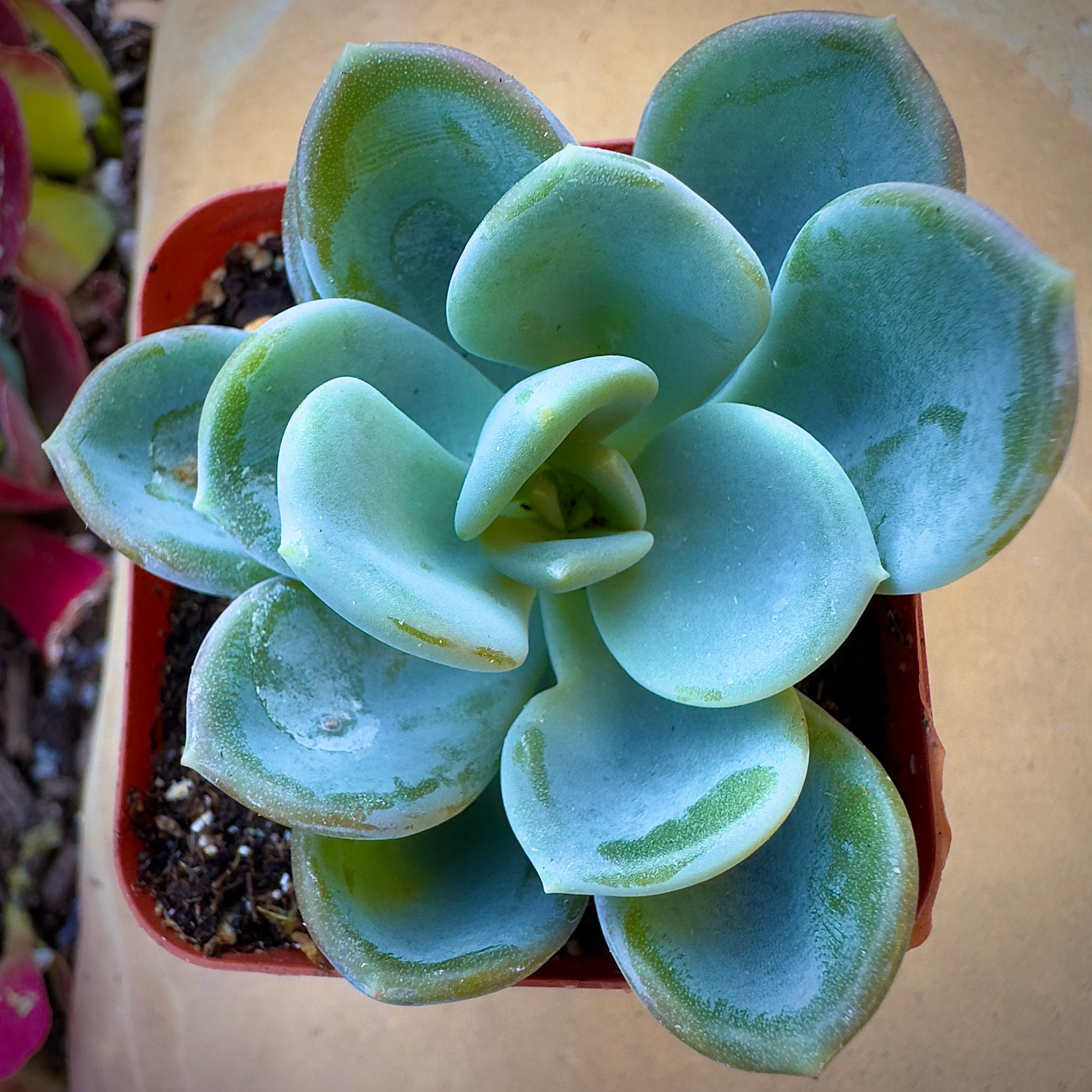 Echeveria Ice Green