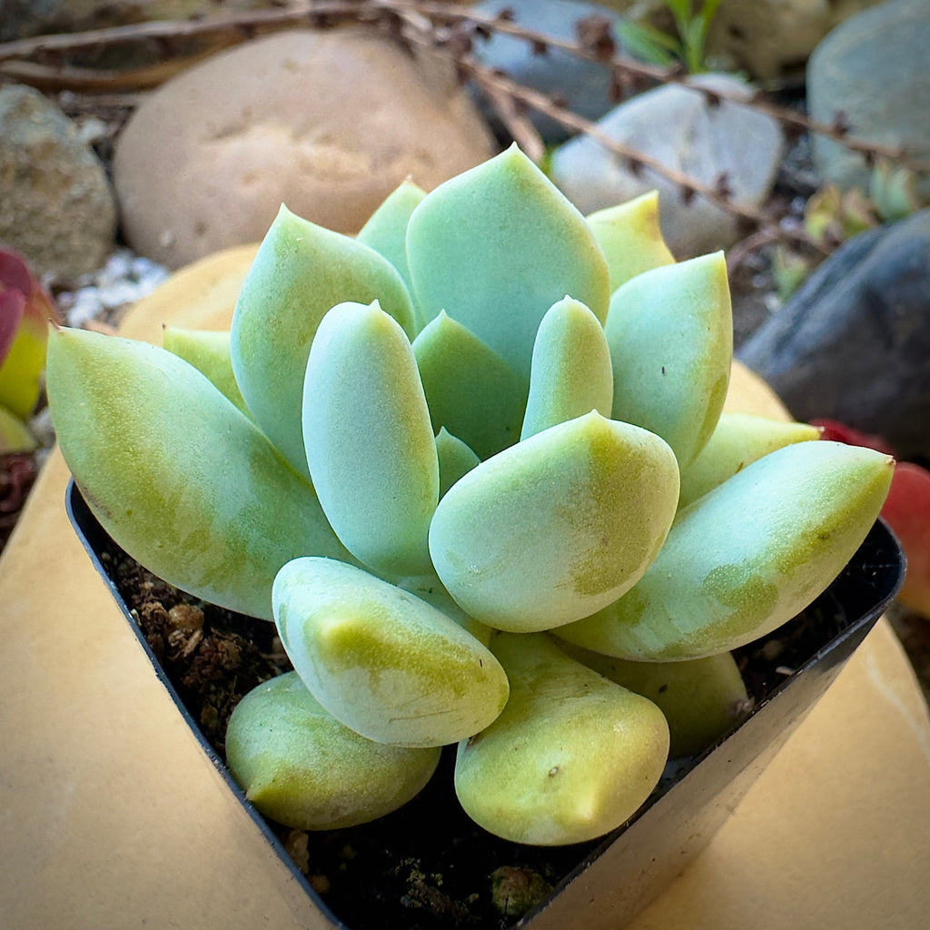 Graptoveria 'Grim One'