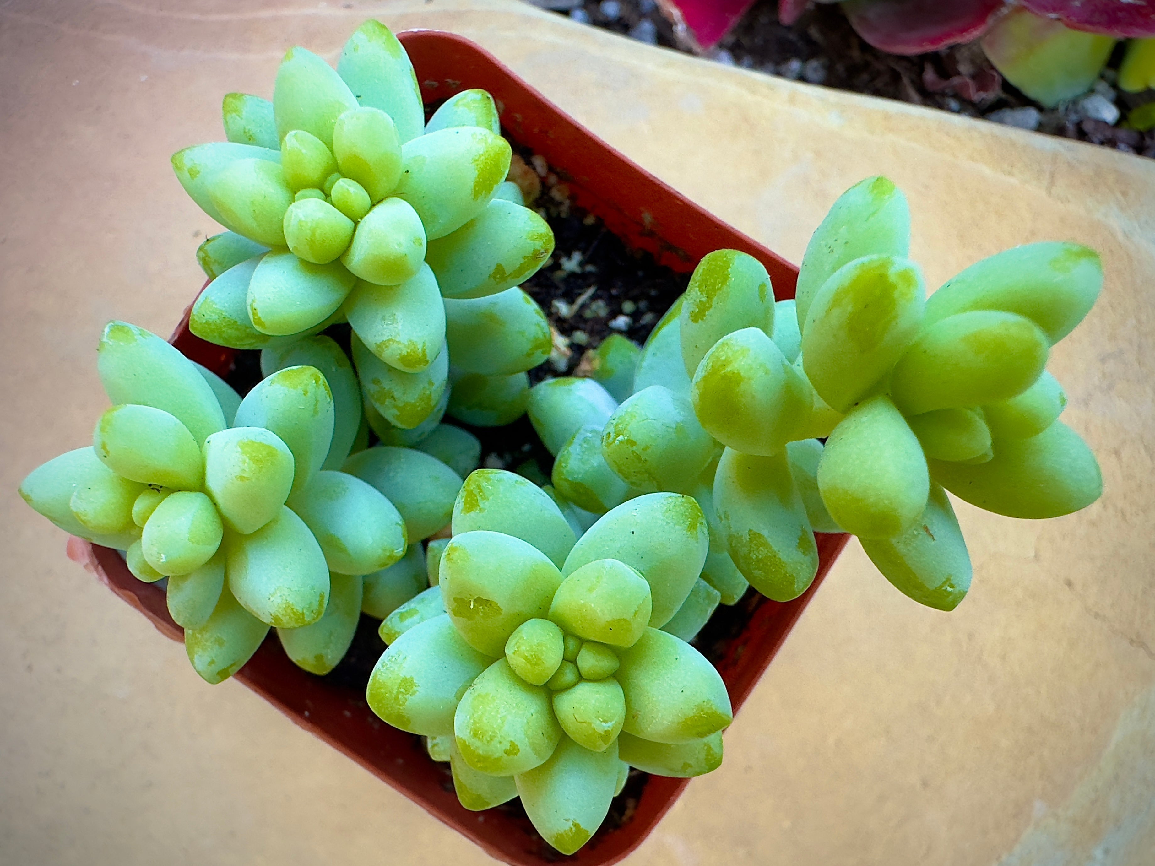 Sedum Donkey's Tail