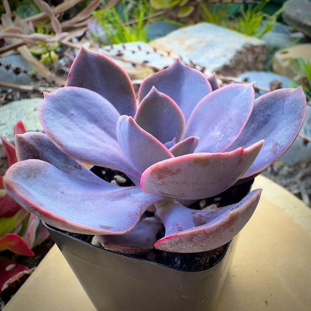 Echeveria 'Perle Von Nurnberg'