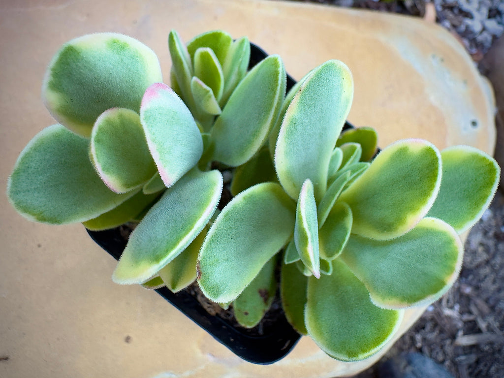 Variegated Crassula Ovata