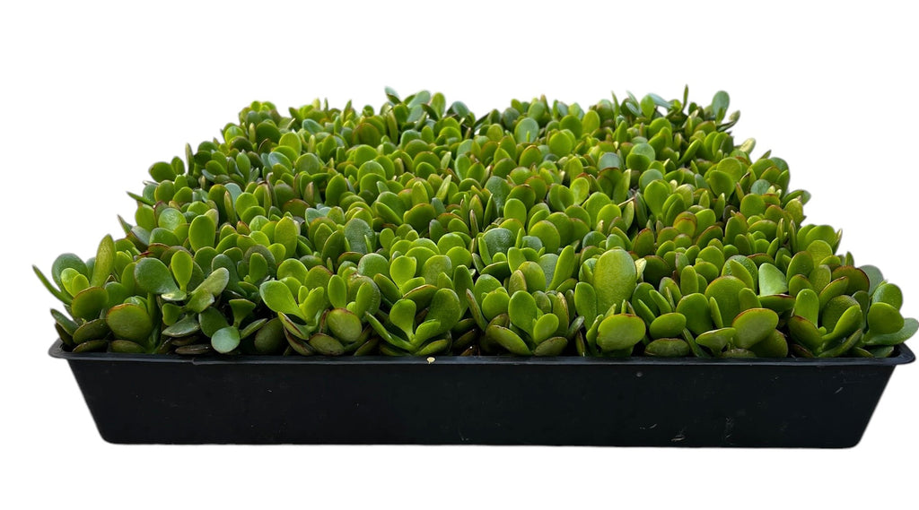 Wholesale Jade Plants
