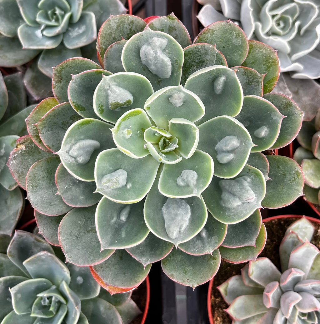 Echeveria Raindrops