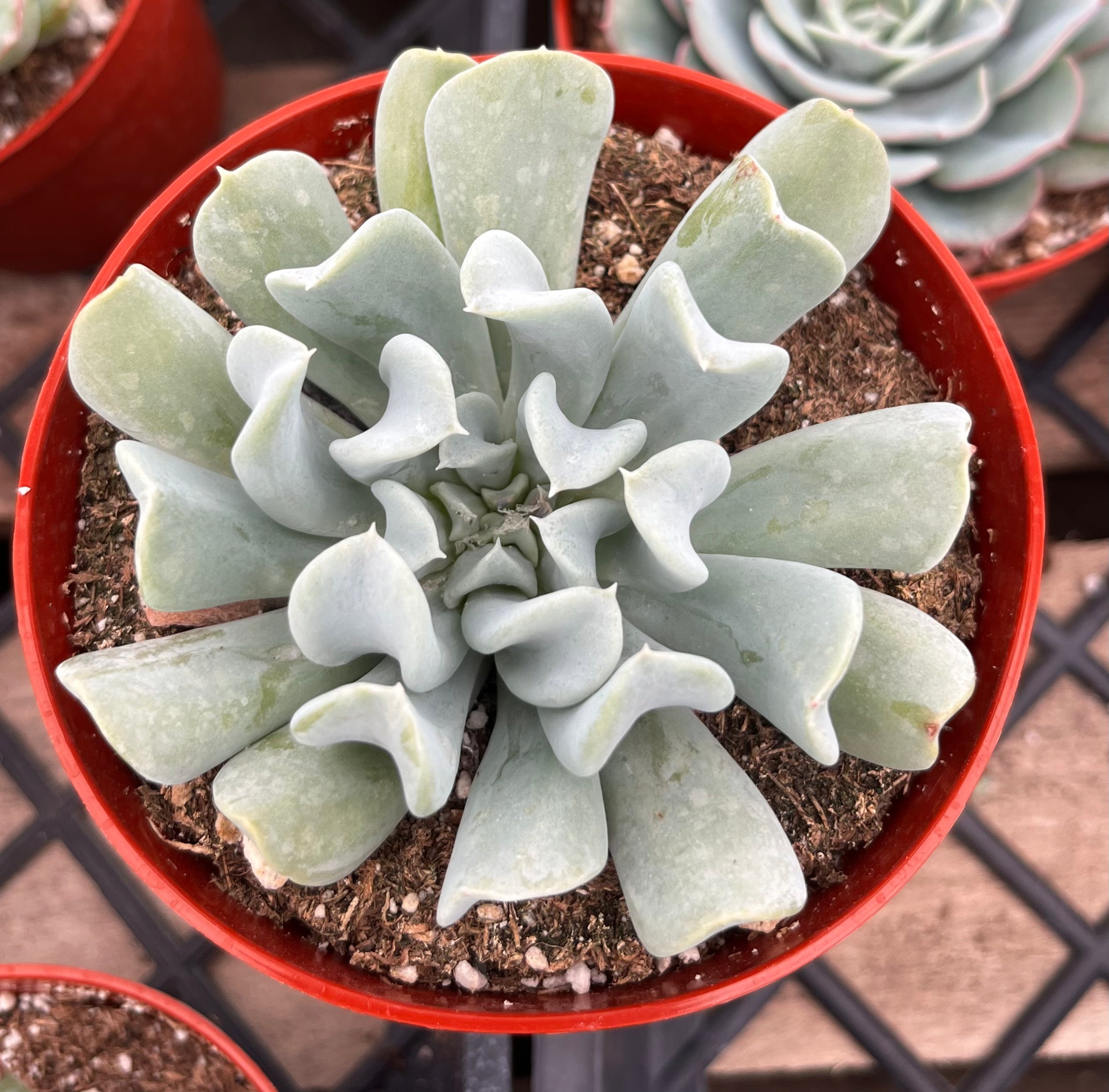 Echeveria Topsy Turvy