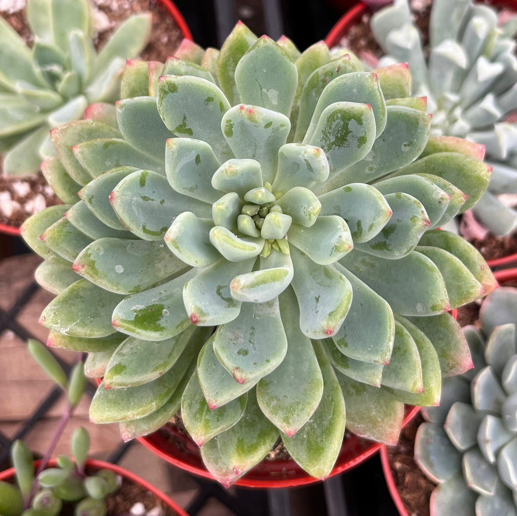 Echeveria Sedeveria Blue Elf