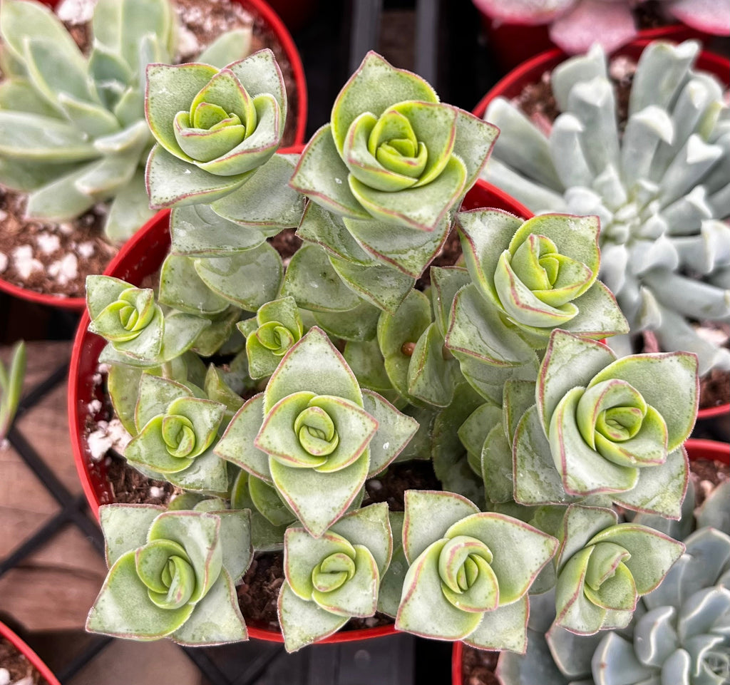 Crassula Ivory Towers