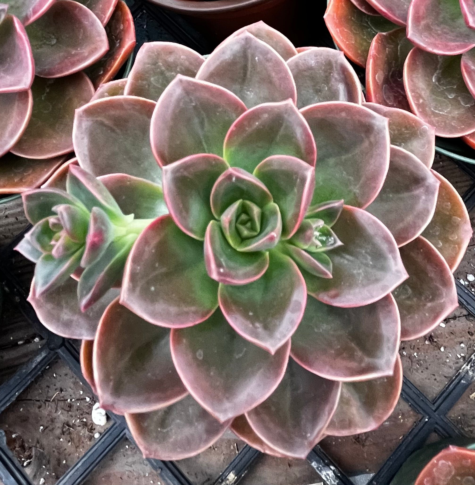 Echeveria Melaco Brown Rose