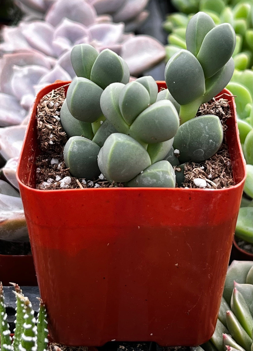 Ice Plant Corpuscularia Lehmannii