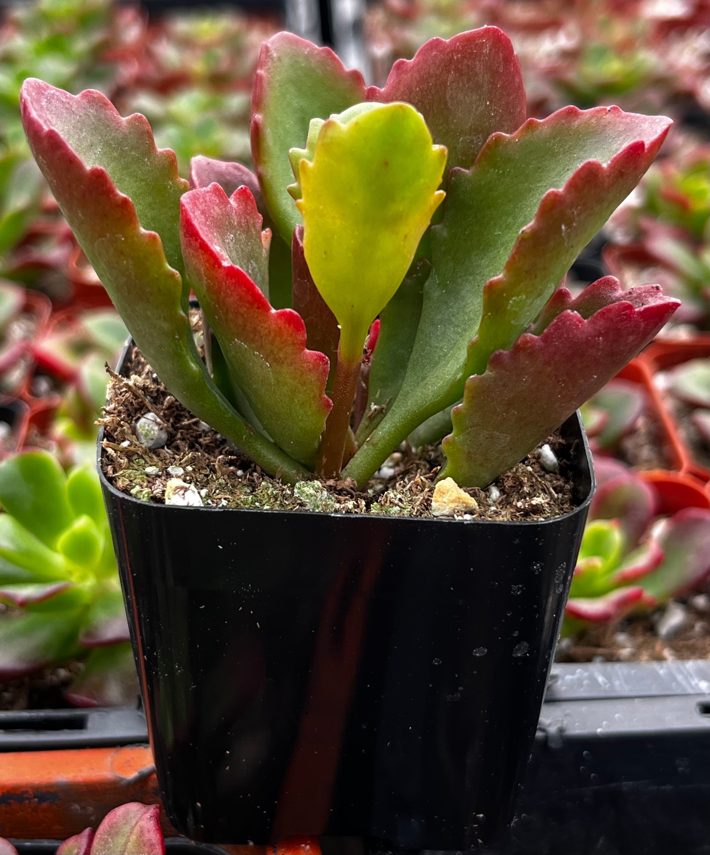 Kalanchoe Longiflora