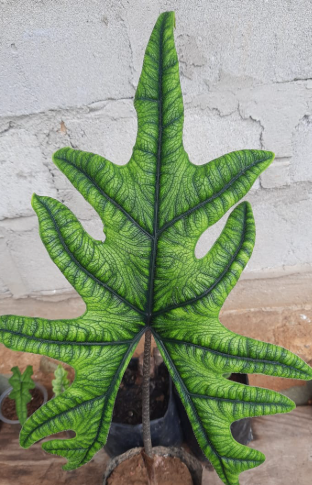 Alocasia Jacklyn.