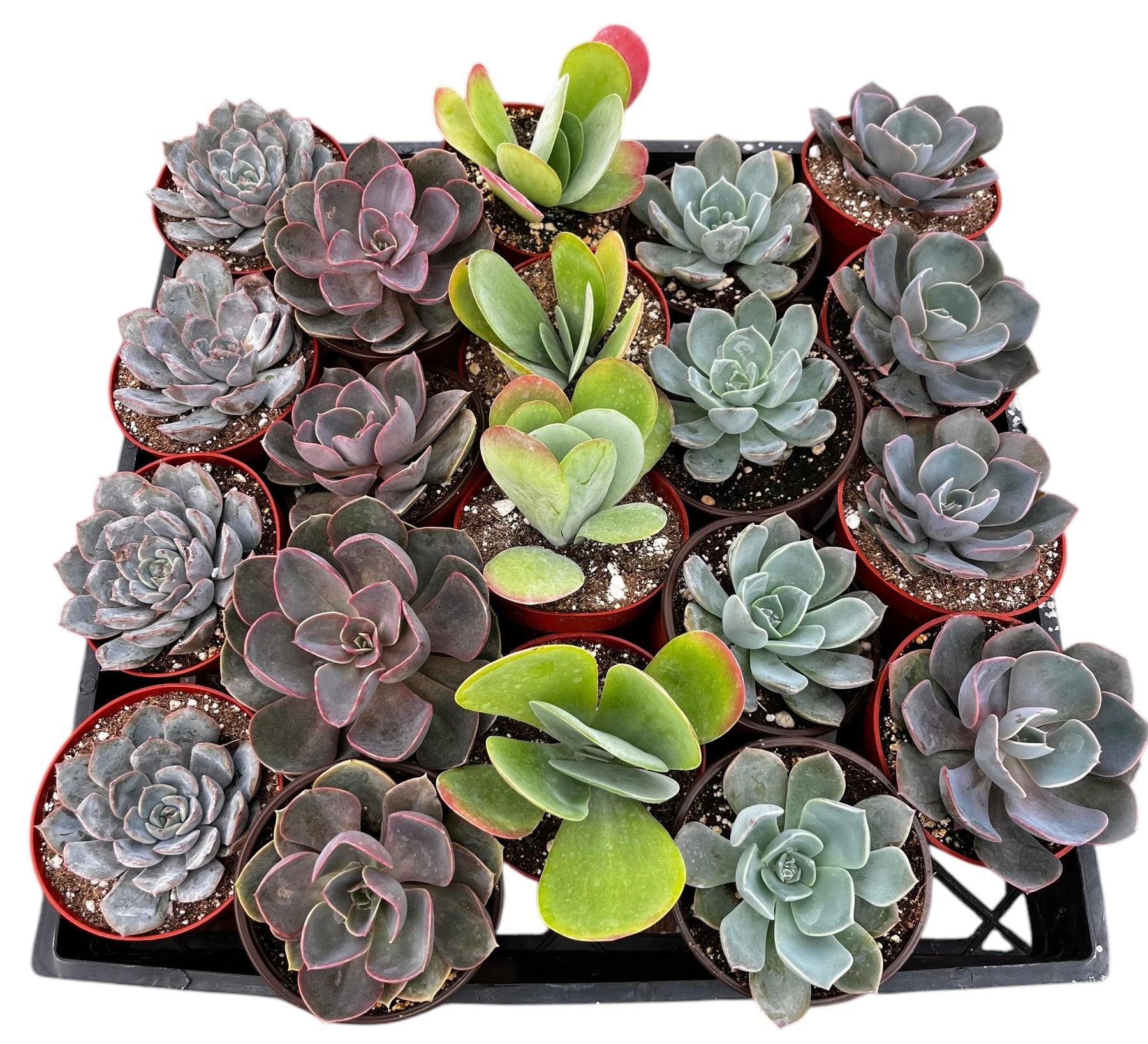 Bulk 4 inch Succulent Plants