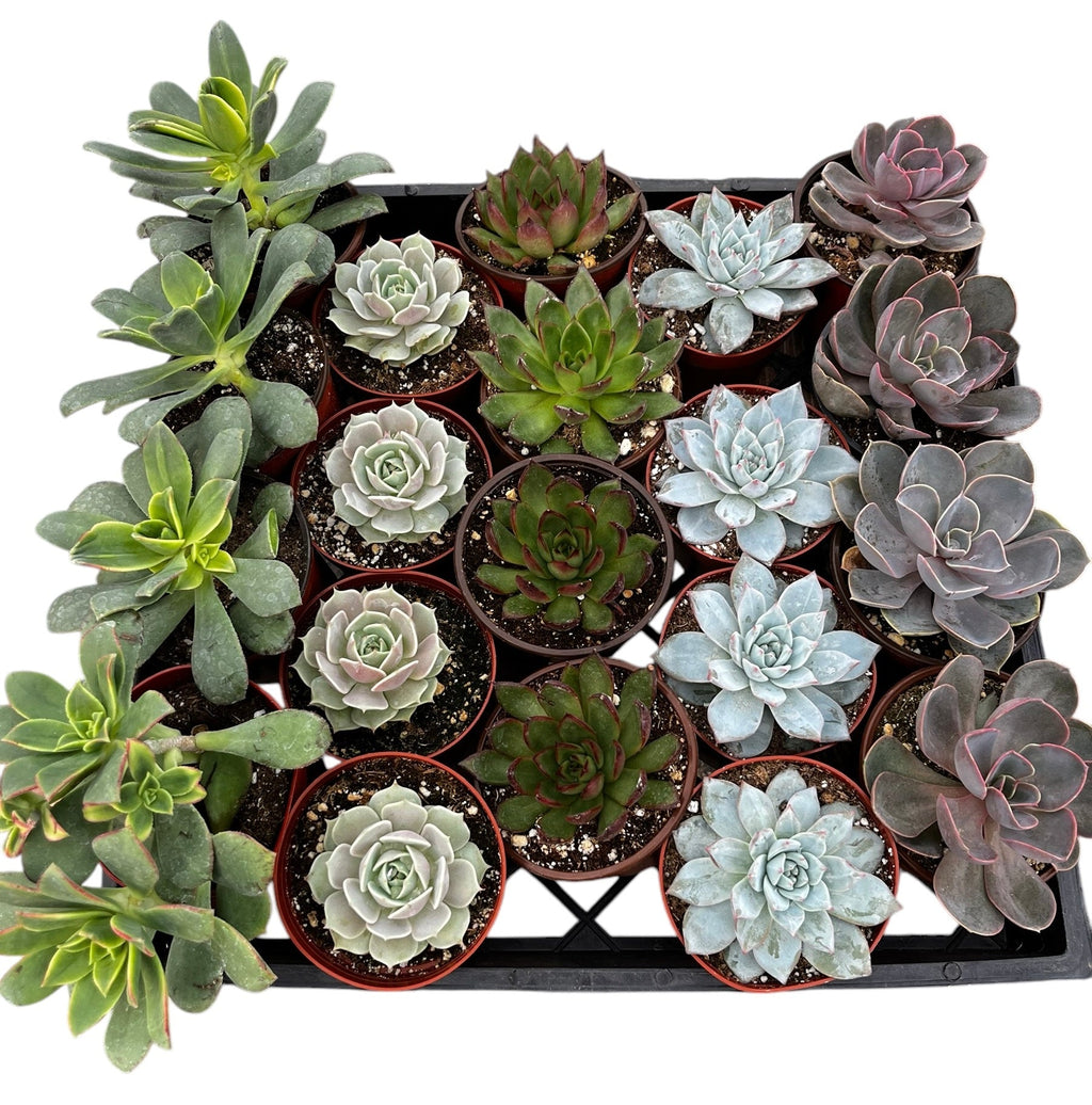 Bulk 4 inch Succulent Plants