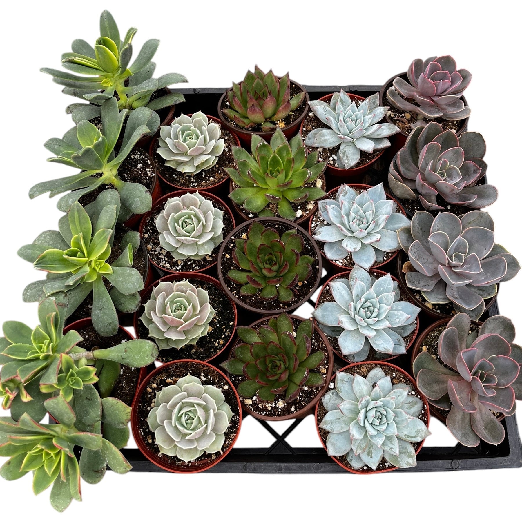 Bulk 4 inch Succulent Plants