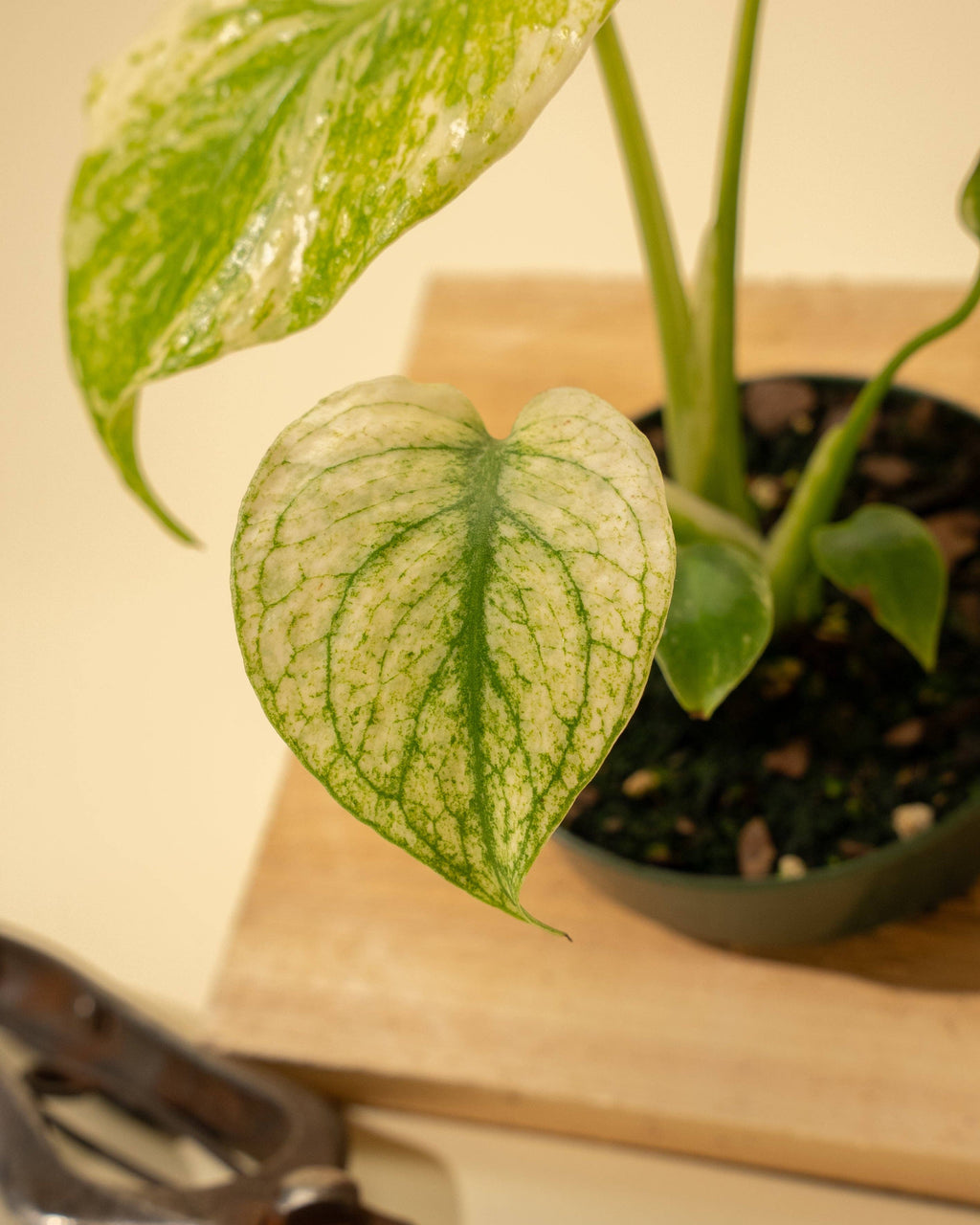 3.5" Monstera 'Mint'
