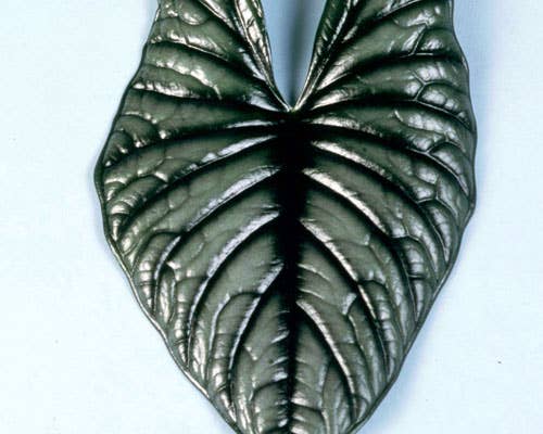 Alocasia Nebula Imperialis.