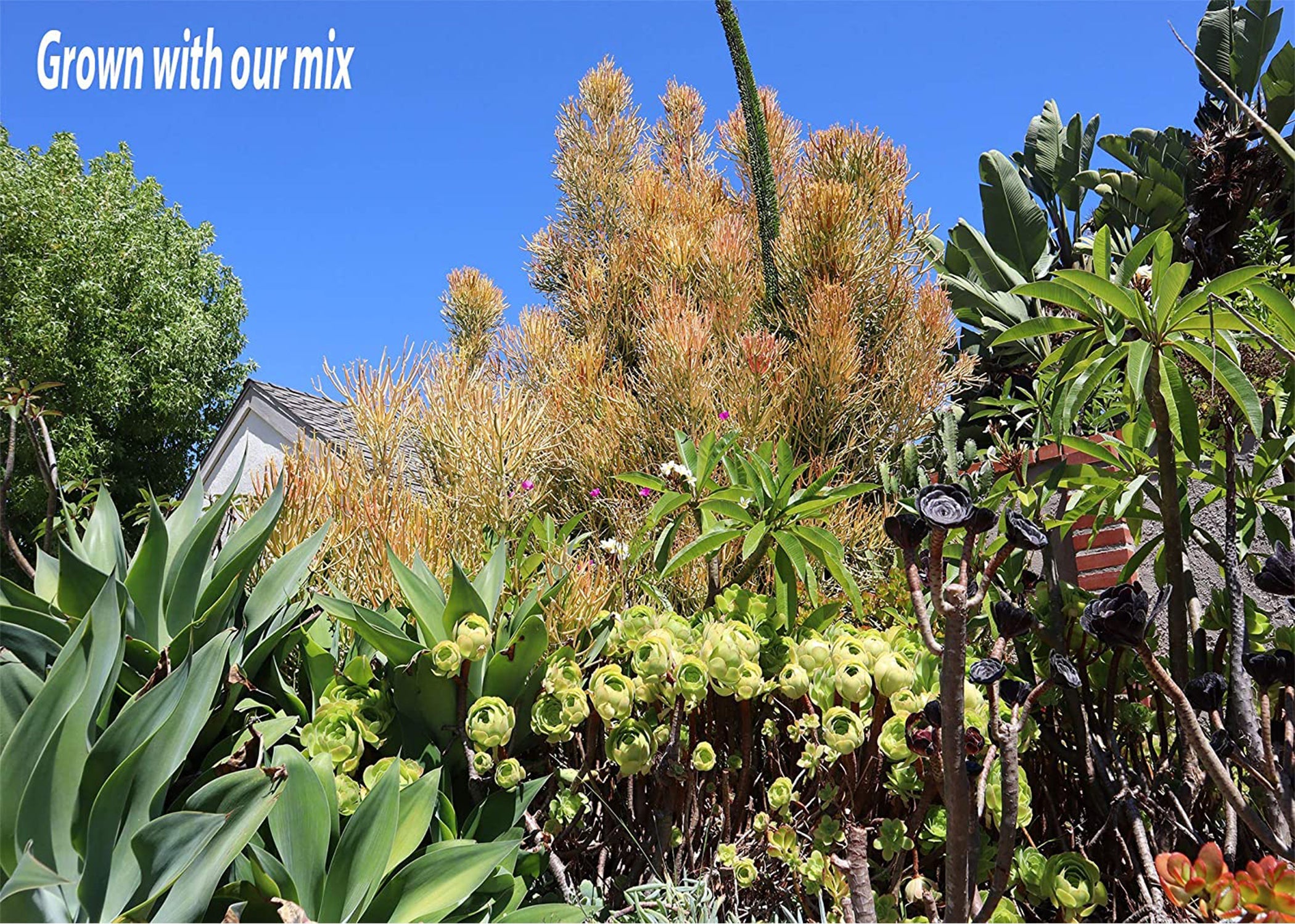 Ramsey Succulent & Cactus Soil Mix