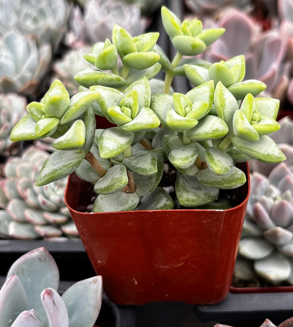 Crassula Rupestris Rosary Vine