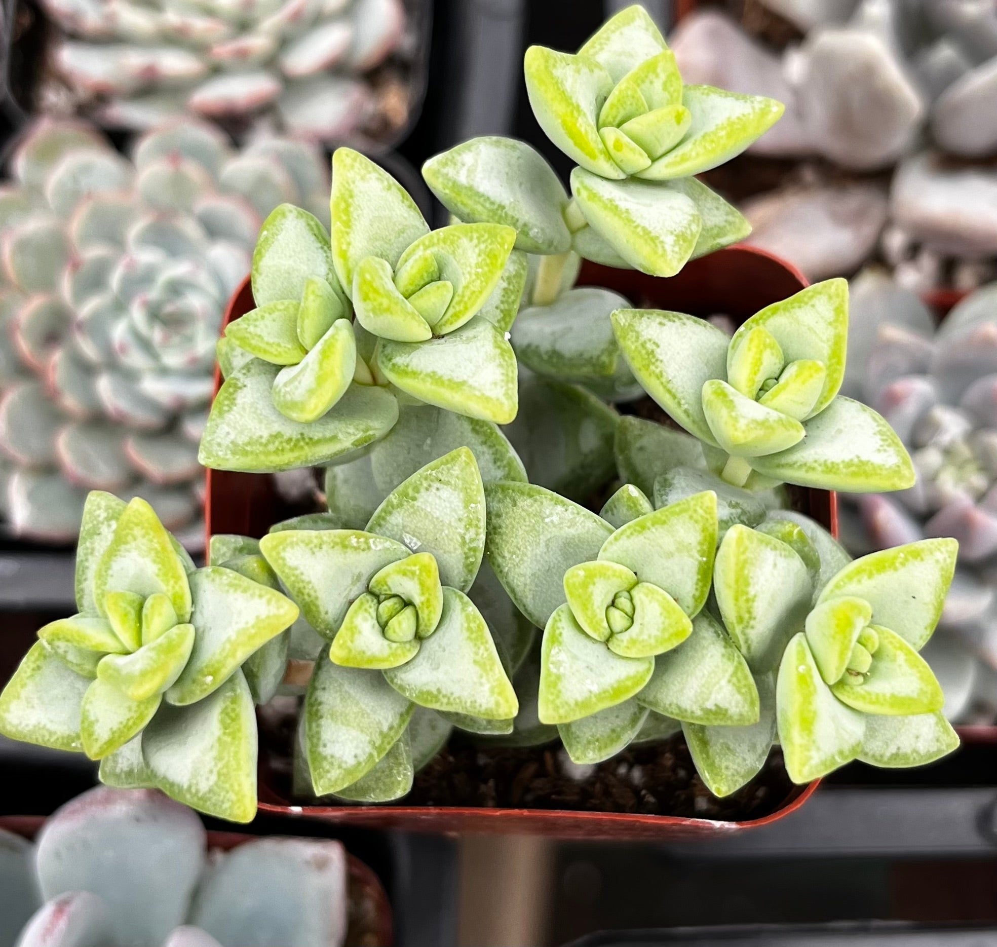 Crassula Rupestris Rosary Vine
