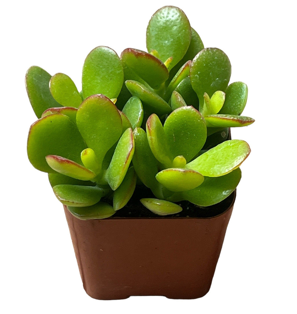 Wholesale Jade Plants