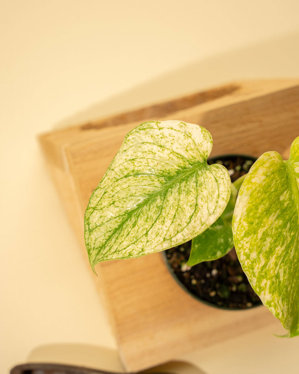 3.5" Monstera 'Mint'