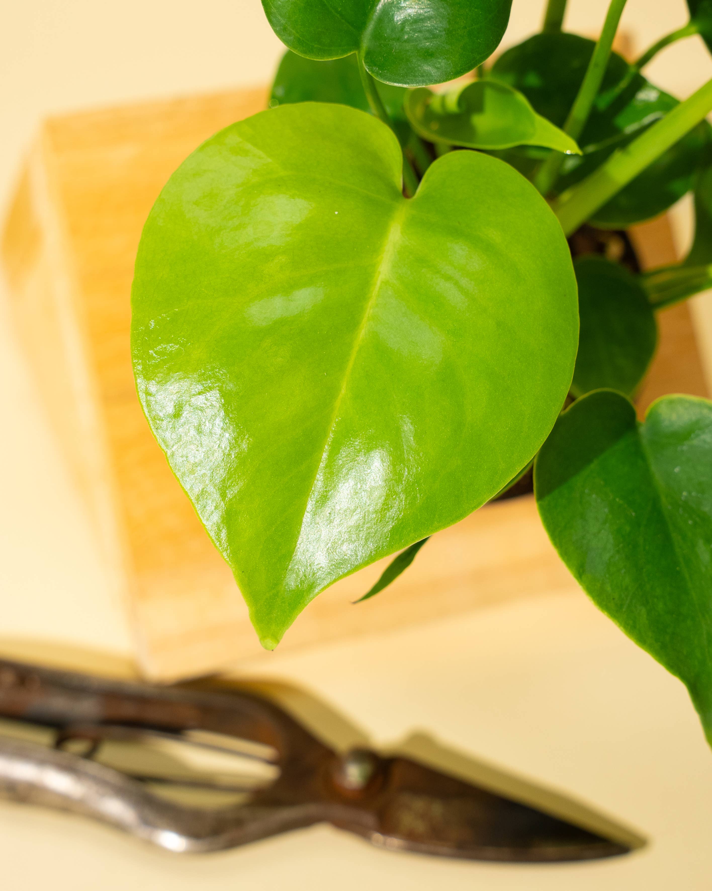 4" Monstera 'Deliciosa'