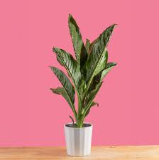 Dieffenbachia