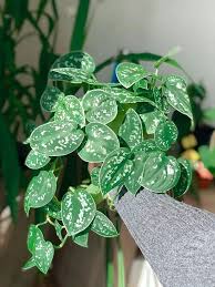 Satin Pothos