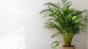Areca Palm