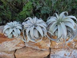 Large Xerographica
