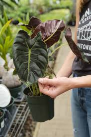 Alocasia Golden Bone