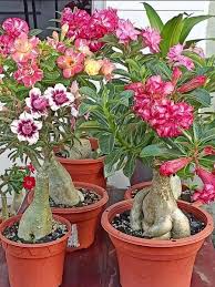 Adenium - Desert Rose