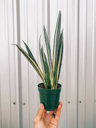 Bantels Sensation Sanseveria