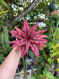 Cryptanthus