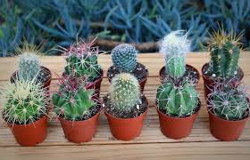 Assorted Cactus