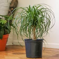 Ponytail Palm