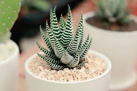 Haworthia