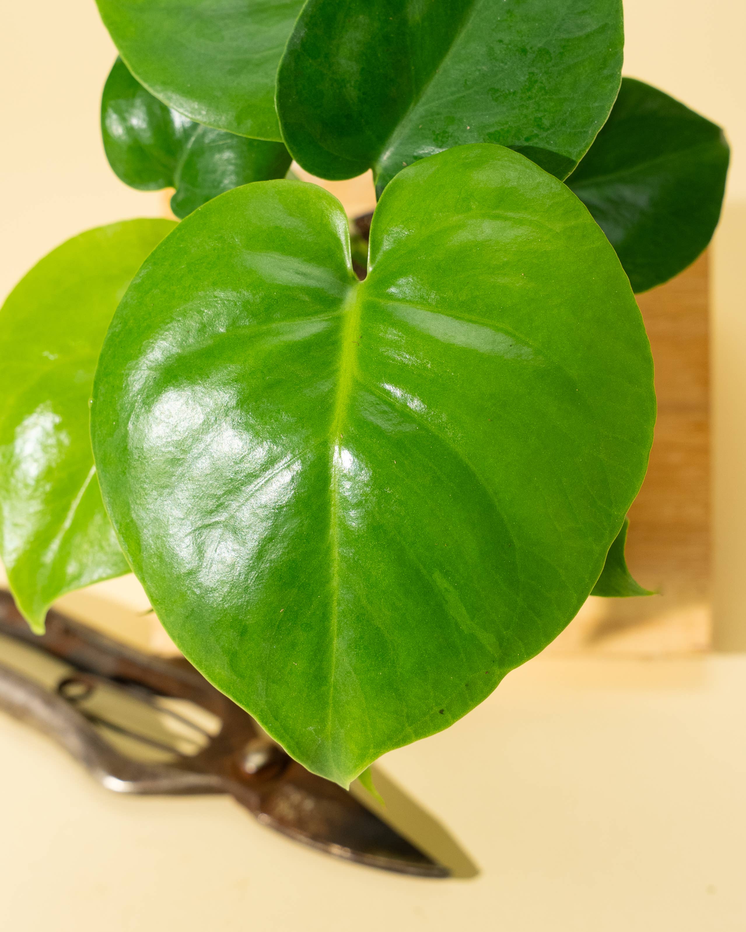 4" Monstera 'Deliciosa'