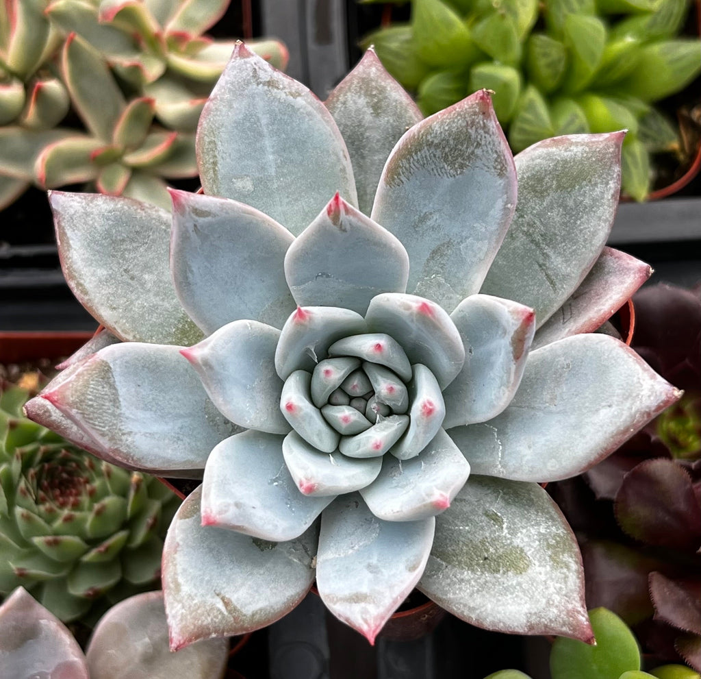 Echeveria Blue Bird