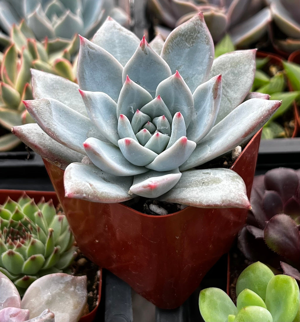 Echeveria Blue Bird
