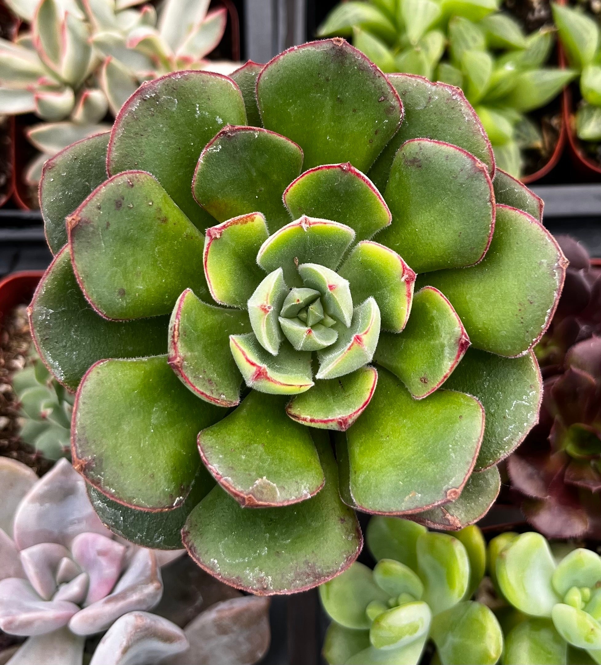Echeveria Derosa