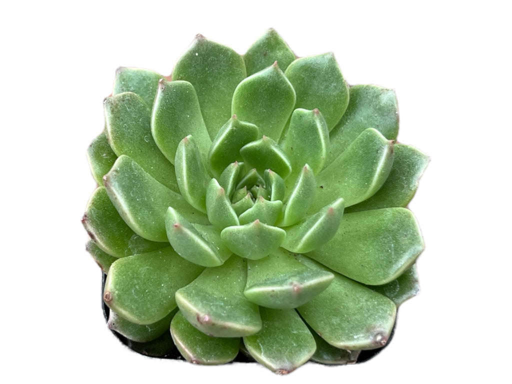 Echeveria Green Wheel