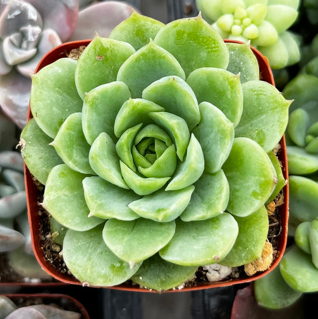 Echeveria Lime and Chile