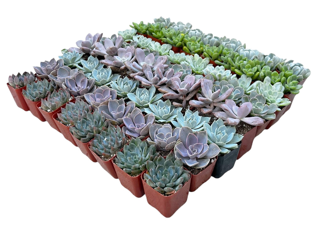 Bulk Echeveria Rosette Succulents