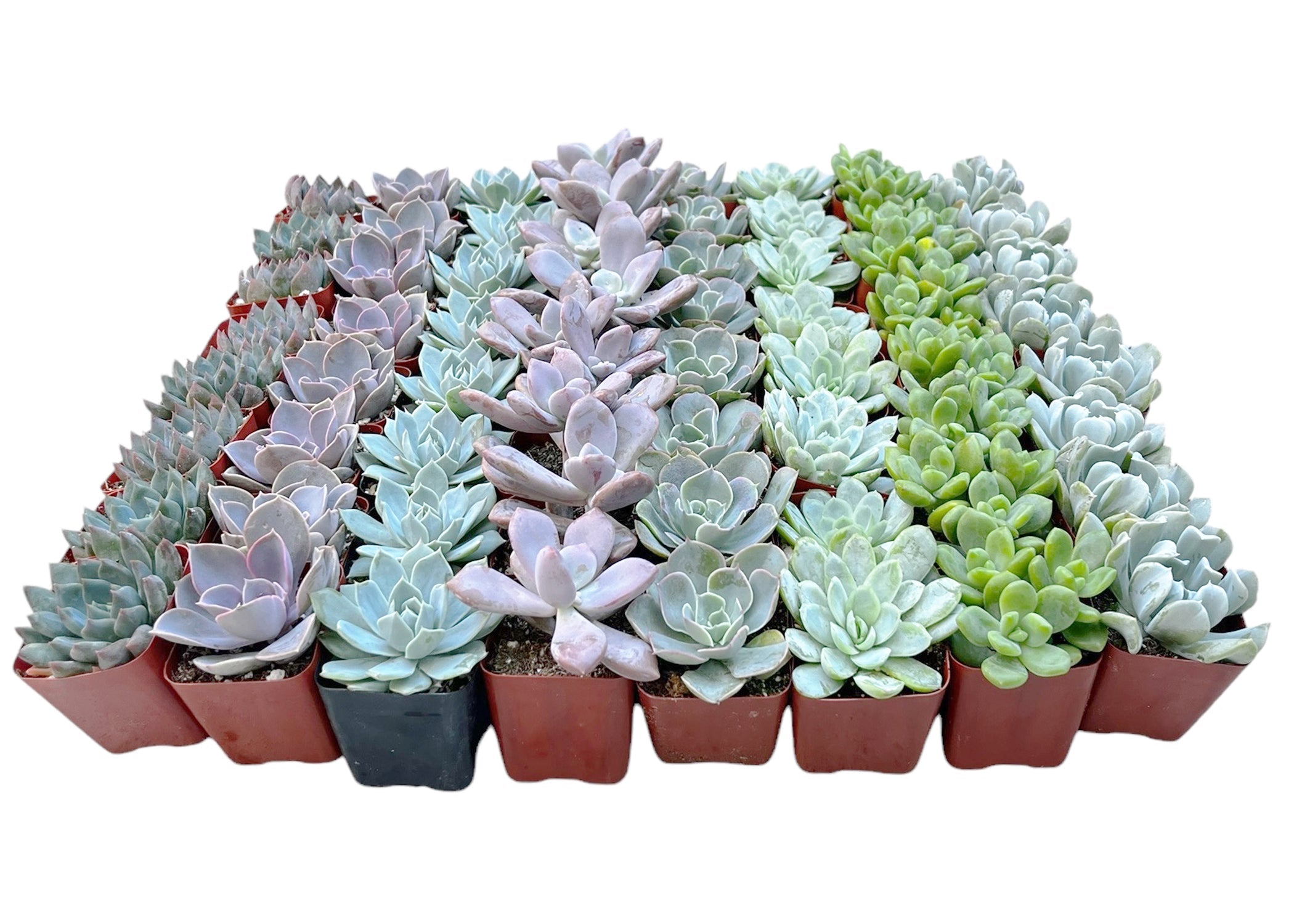 Bulk Echeveria Rosette Succulents